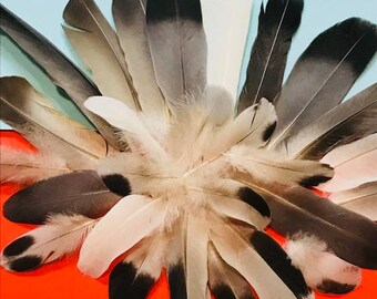 30 Selected Homing Pigeon Feathers for 6.99