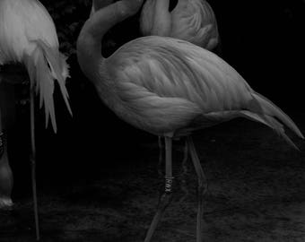 Photo of Flamingo Pink elegant black-and-white animals