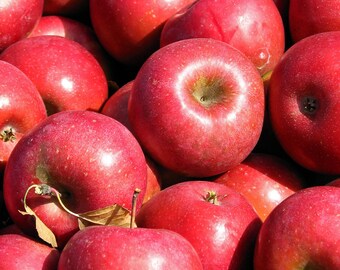 Red Delicious Apples