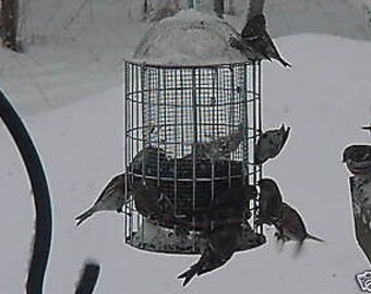 Squirrel Proof Stainless Steel Bird Feeder