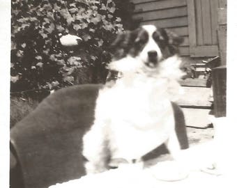Vintage Snapshot "Dottie's Birthday Party" Cute Puppy Dog Found Vernacular Photo