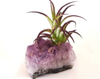 Amethyst Cluster Air Plant Holder, Air Plant Planter , Desk Accessory , Boho , Mother's Day Gift , Crystal Gemstone , Home Decor