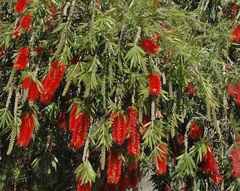 Weeping Bottlebrush (Callistemon viminalis) ... 25 seeds