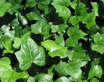 English Ivy Ground Cover - 100 Bare Root Plants
