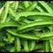 Winged bean, Four Angled bean, Manila bean,Đậu rồng seeds ..20 -1000 seeds