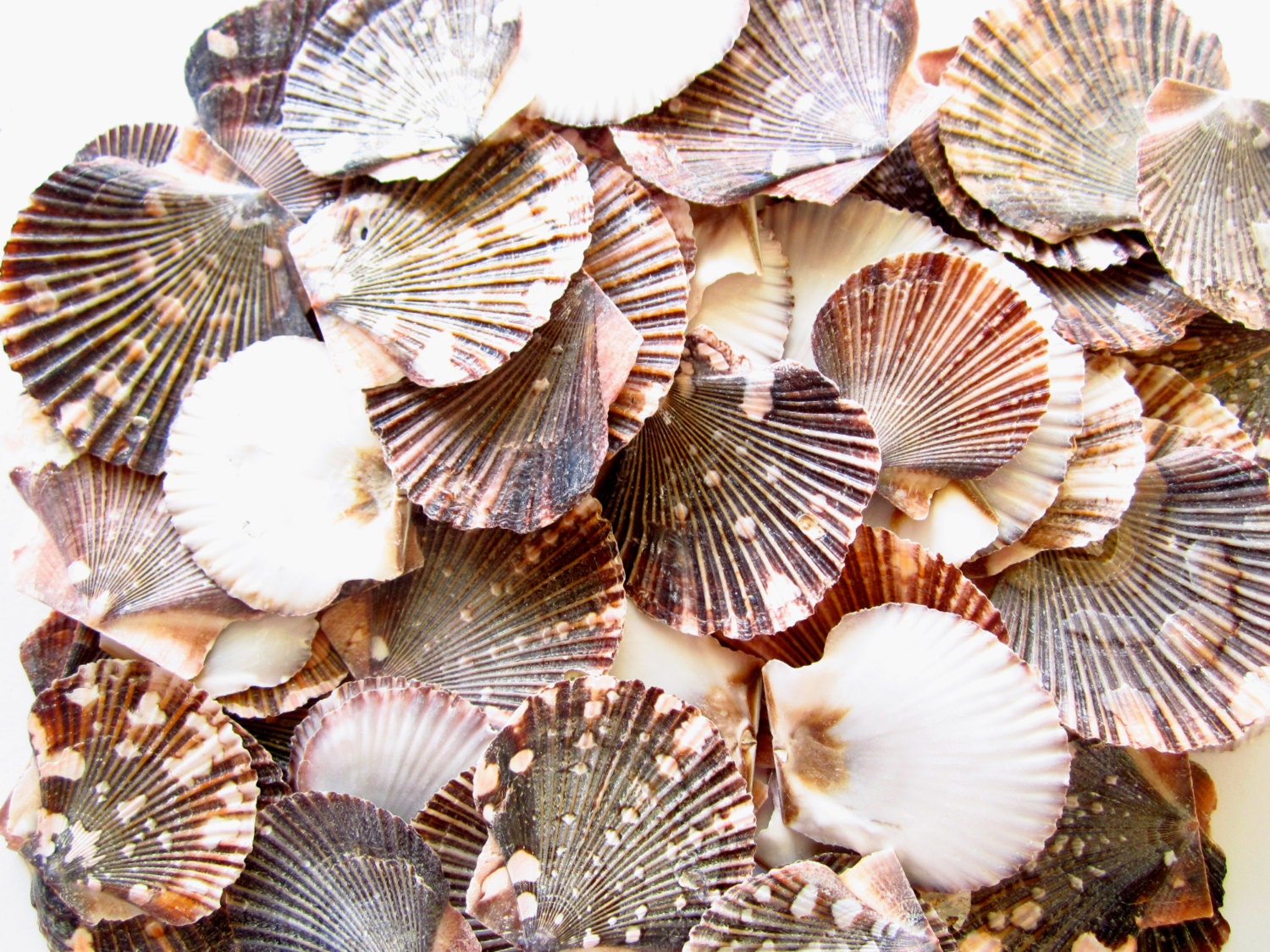 Small Scallop Shells 20 Pieces Shell Bulk Seashell Supplies