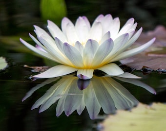 Waterlily print, White Waterlily, Waterlily Photo, White Flower Wall Art, Floral Print, Nature Photography, Waterlily Photography