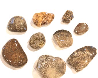 Lot of Fossilized coral