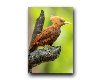 Woodpecker Print, Woodpecker Photo, Woodpecker Image, Bird Picture, Bird Photography, Bird Art, Bird Print, Wild Bird, Woody Woodpecker