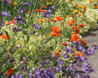 Summer blossoms at Dublin Botanic Gardens Ireland