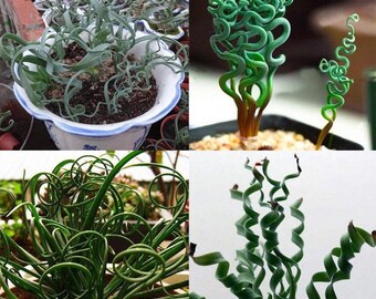 200 Pcs Rare Spiral Grass Flower Seeds Succulents Plant Grass Seeds Home Garden