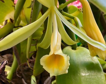 30 Vanilla Orchid Seeds (Vanila Planifolia)