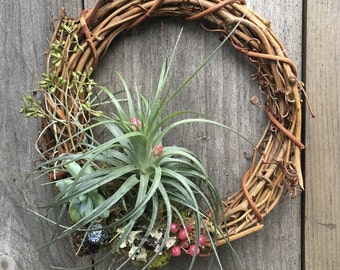 Living Indoor/Outdoor Air Plant Succulent Grapevine Wreath Wall Hanging