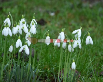 Snowdrop In Spring