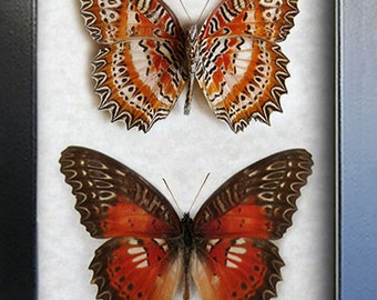 Red Lacewing Cethosia Biblis Set Real Butterflies Entomology Collectible In Shadowbox