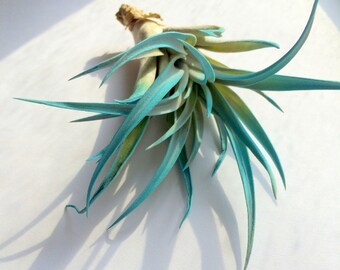 Turquoise Air Plant