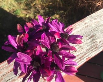Black-eyed Susan Pens (purple)