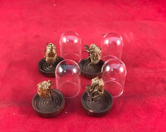 Entomology/Taxidermy Cicada Locust specimen Glass Display Dome-bug insect