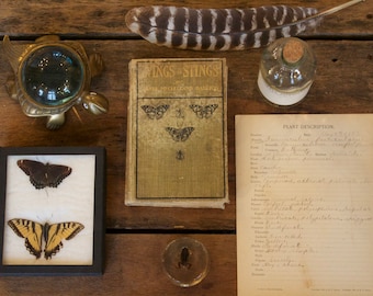 Vintage Butterfly Specimens