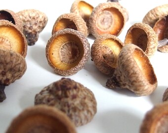 50 Acorn Caps - Medium Size, V17