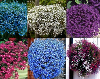 Trailing Lobelia seeds (6 colours)