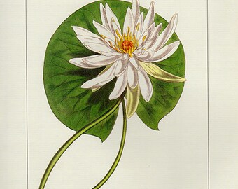Vintage Botanical Print Antique lNymphaea Odorata 97, plant print botanical print bookplate art print, plants plant wall print wall art