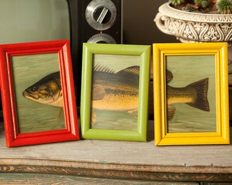 4x6 Fish Bass Prints in Wood Frames - cabin decor