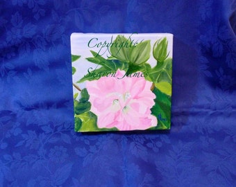 Confederate Rose-oil painting by Sharon James 6 inches by 6 inches