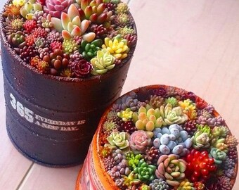 lithops seeds rare succulent seeds 300pcs/bag mixed flower seeds Pseudotruncatella Living Stone bonsai mini garden plant