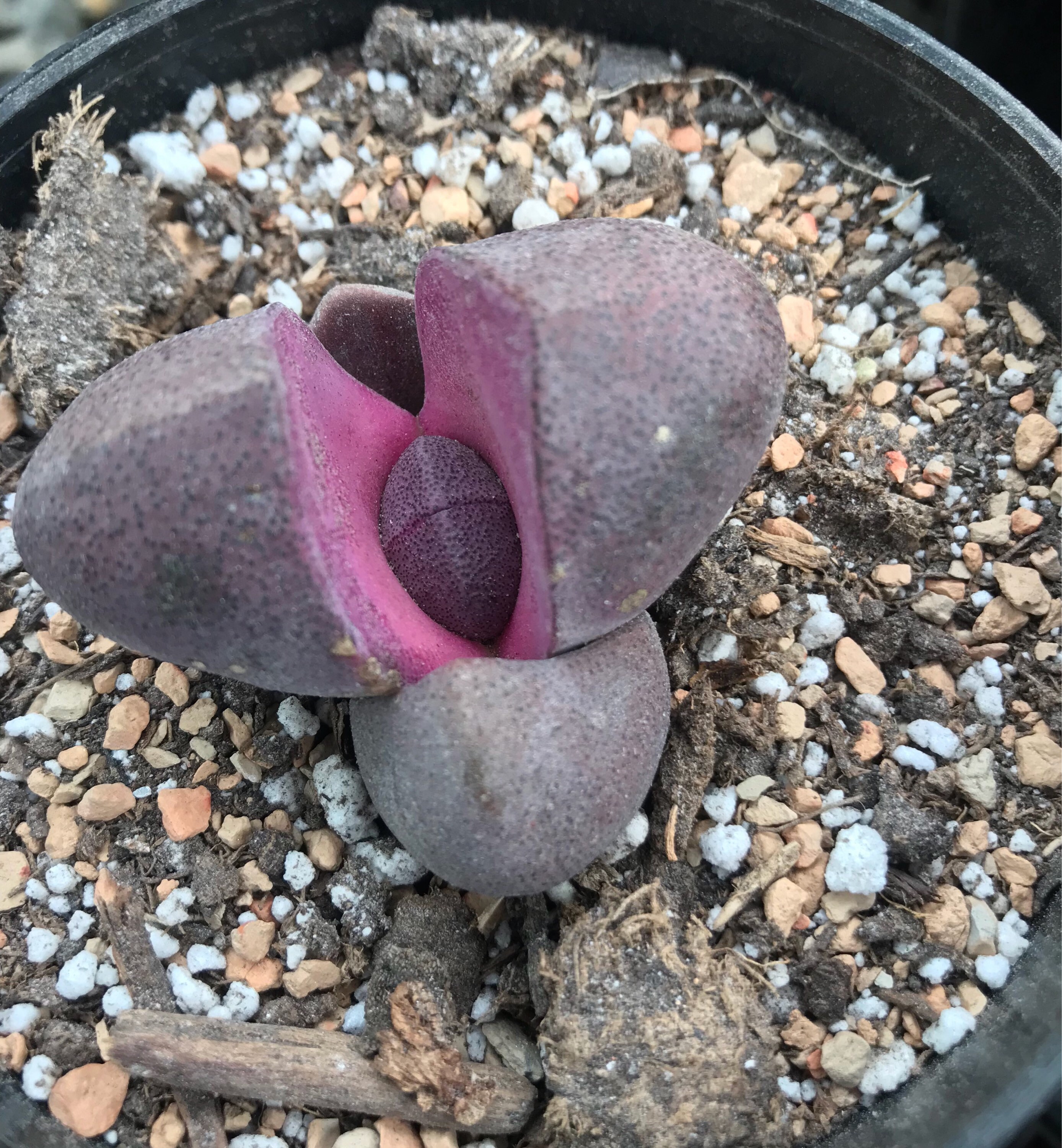 Flush Split Pot Flush Split Pot