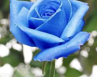 80pcs Blue Osiria Rose Seeds Rosa Bush Shrub Beautiful Perennial Flower Seeds (US ONLY)