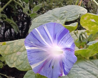 Morning Glory Seeds var. Carnivale di Venezia, Blue (Ipomoea purpurea), Postcard