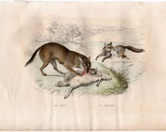 1837 ANTIQUE WOLF & FOX engraving original antique safari animal print -