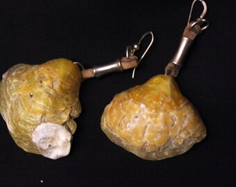 Shell earrings with filigrana