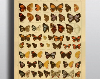 Antique 1800s Butterfly Science Chart Poster Art Print Illustration Scientific Chart Nature Wall Art Wall Decor Taxidermy