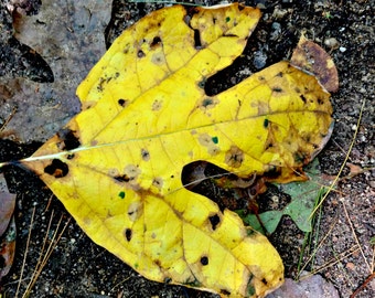 Yellow Autumn Leaf, Yellow Fall Print, Fall Decor, Leaf Photo, Leaf Art, Yellow Decor, Nature Photo, Yellow Leaf Print, Yellow Foliage