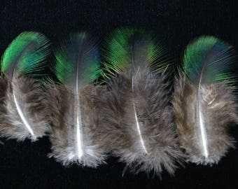 10 natural blue green peacock feathers