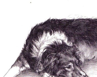 Black and White Pet Portrait