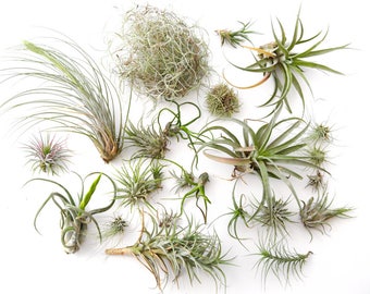 Air Plant Variety Pack 15 pcs **CLEARANCE** Terrarium Plants, Assorted Succulents, Airplant Wholesale Air Plant Bulk Wholesale TiIllandsia