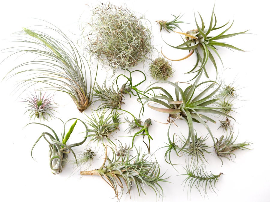 Air Plant Variety Pack 15 pcs CLEARANCE Terrarium Plants