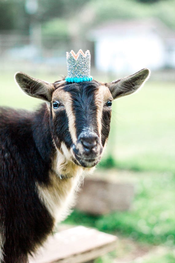 Animal Crown || Goat Hat || Dog Crown || Kitty Crown || Cat Birthday Crown Hat || Animal Birthday Hat
