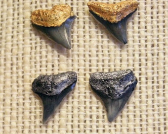 Gold or Silver Shark teeth earring studs / shark week gift / bridesmaid gift / tropical beachy jewelry