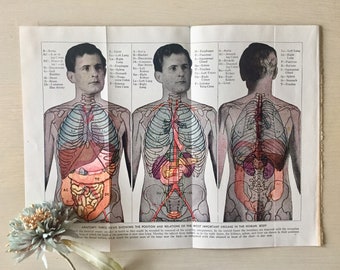 Vintage Medical Illustration - 1940's