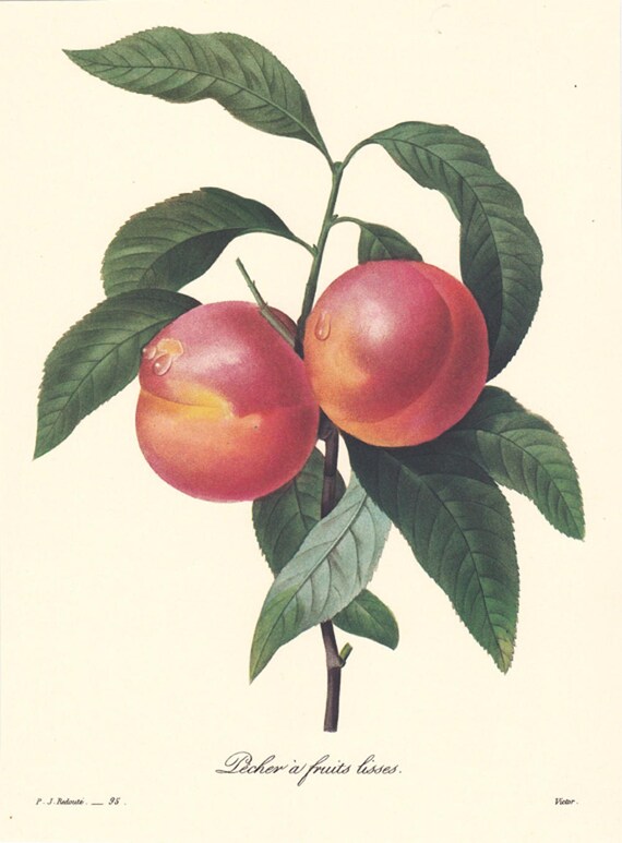 Pecher a Fruits Lisse, peaches