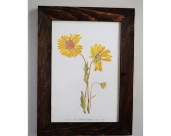 Framed Vintage 1950's Botanical Print