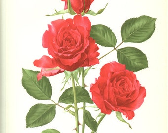 Red rose Botanical art 1962 Vintage Red Roses art Vintage