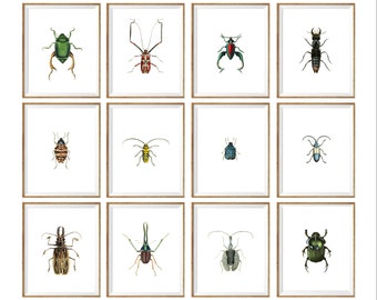 insect Taxidermy Art Print SET of 12. insect prints set, insect wall art, insect illustration, insect drawing, insect poster, insect chart