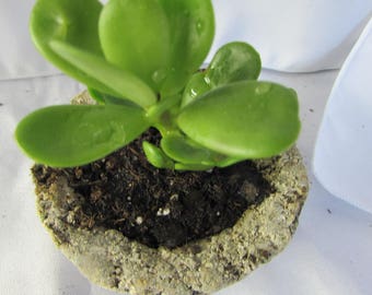 Trailing Jade Plant / Papercrete Pot