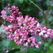 Indigo Seeds Japanese Indigo Dye Persicaria Tinctoria Polygonum Tinctorium Dyers Knotweed 100 Seeds Dye Garden Natural Indigo Blue Dye Seeds