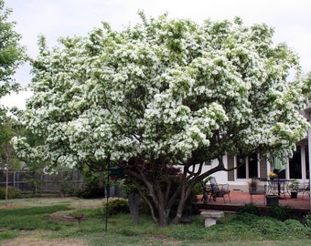 White Fringe Tree Seeds, Chionanthus virginicus - 25 Seeds